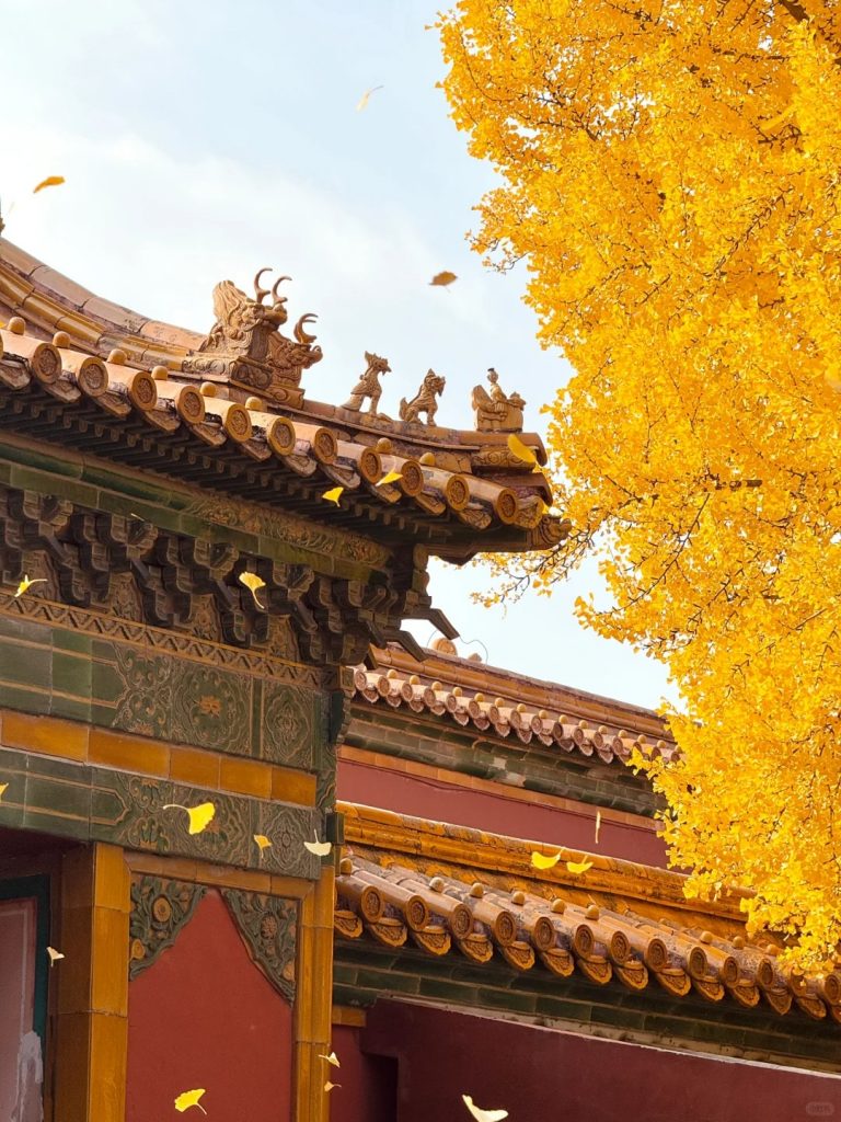 Ginkgo Rain at Yanxi Palace - 1