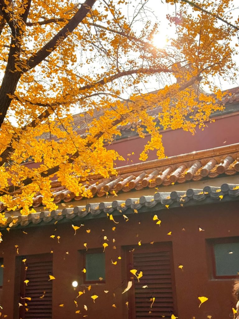 Ginkgo Rain at Yanxi Palace - 2