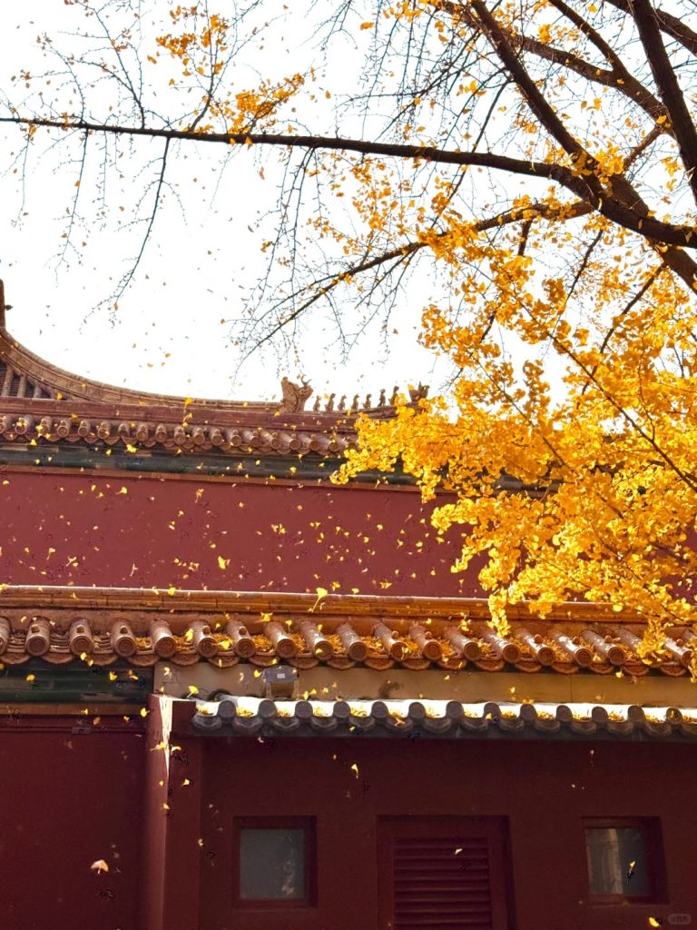 Ginkgo Rain at Yanxi Palace - 3