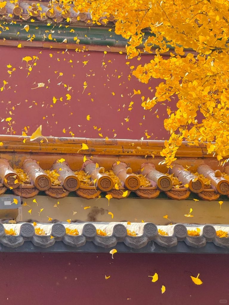 Ginkgo Rain at Yanxi Palace - 4