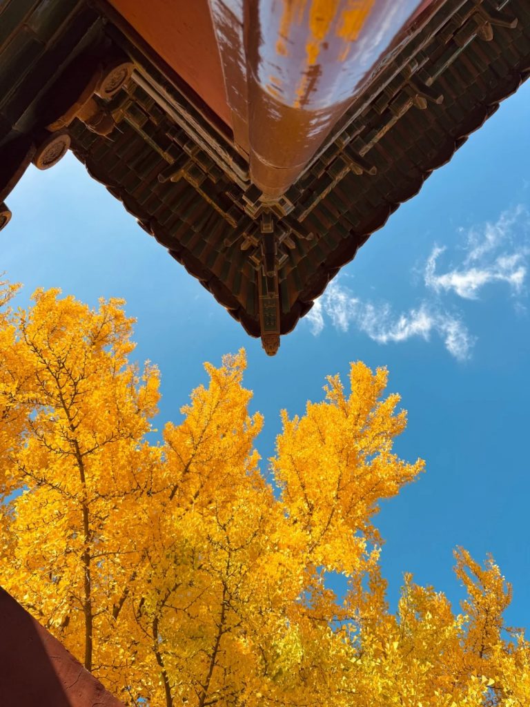 Ginkgo Rain at Yanxi Palace - 5