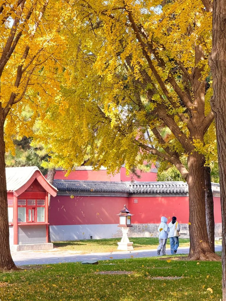 Ginkgo Rain at Yanxi Palace - 6