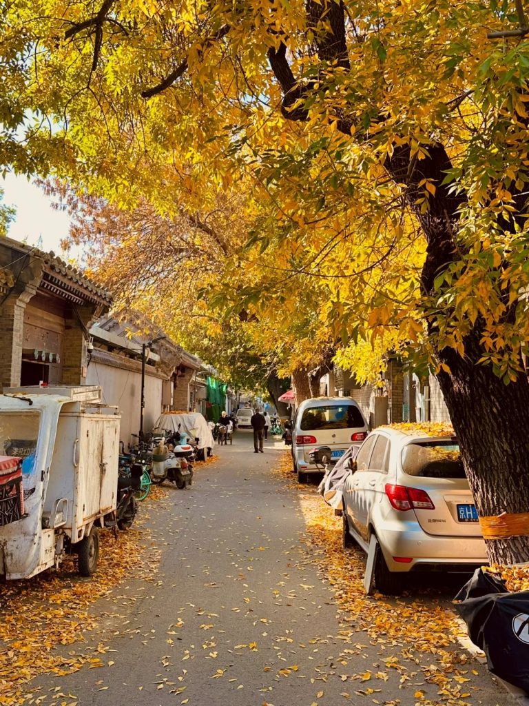 An Autumn Afternoon in a Beijing Hutong